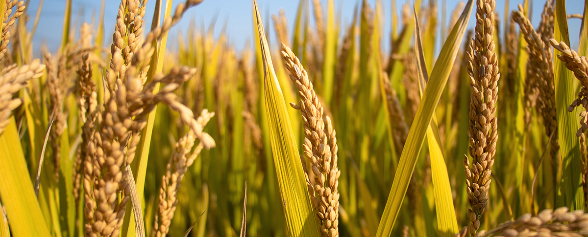 粮食里重金属是否超标？浪声漾YANG 700F帮您测！