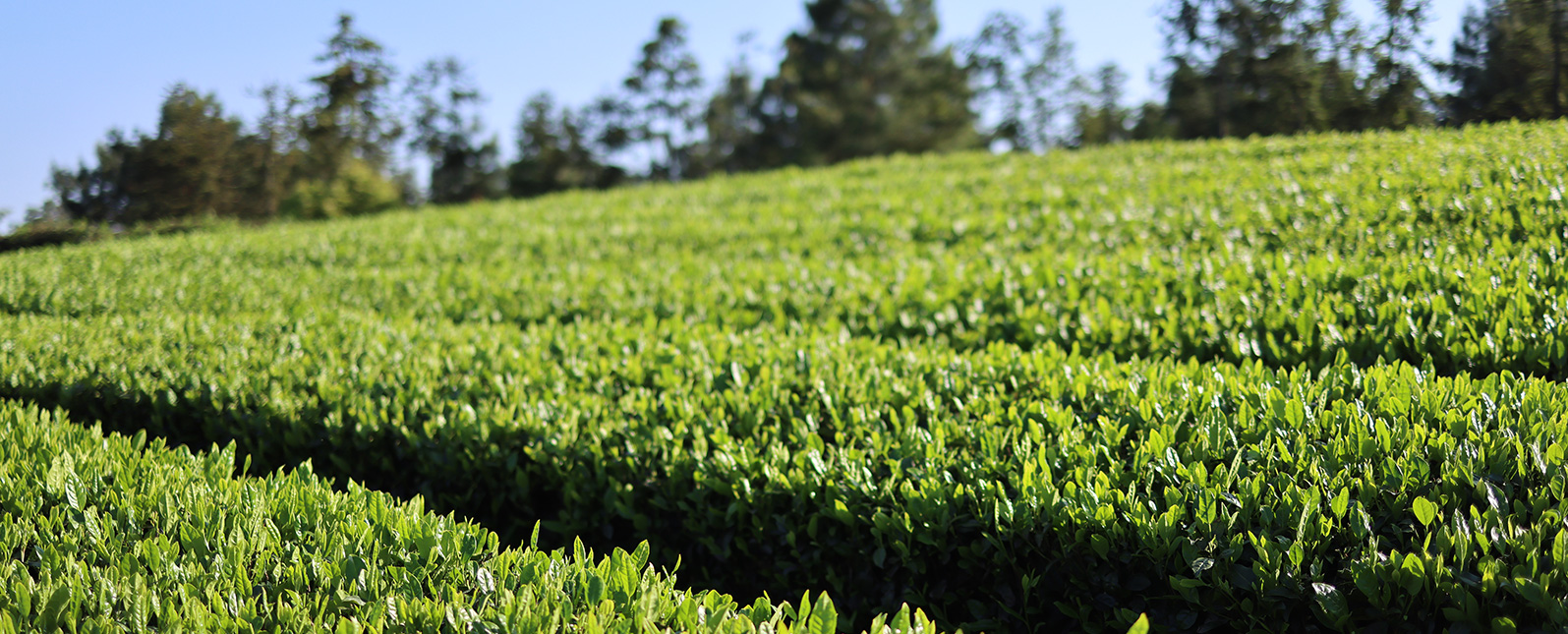 TXRF技术在茶叶重金属元素分析中的应用