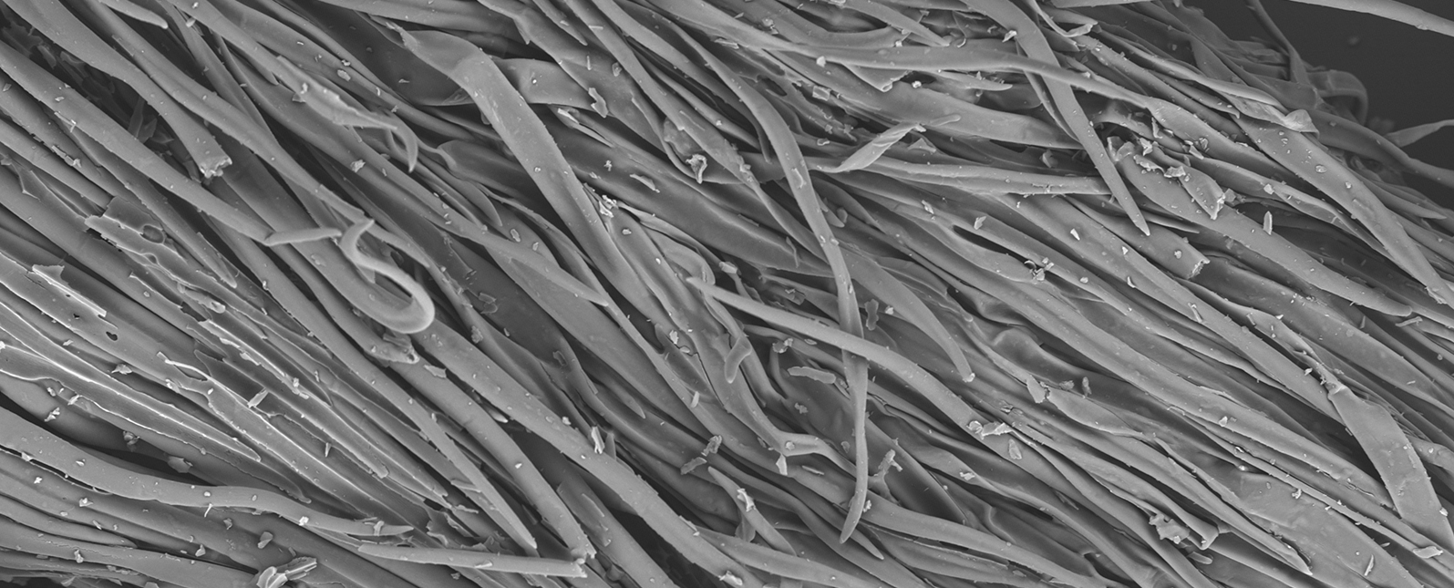 扫描电镜在茶叶品种鉴定与起源研究中的应用