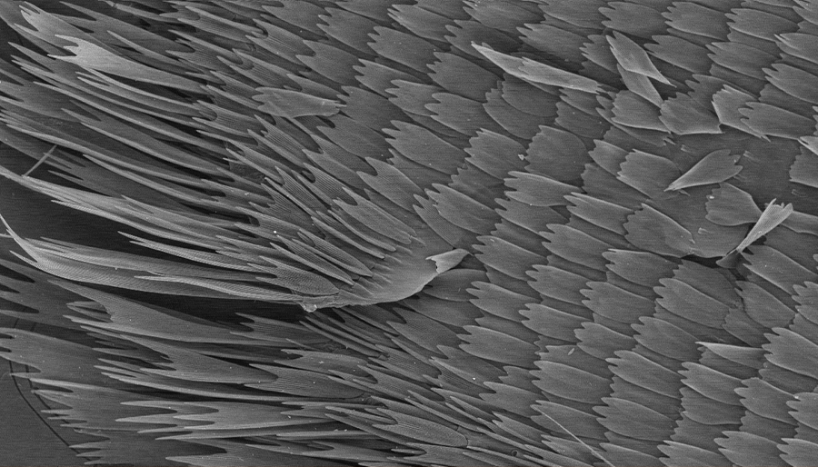 SuperSEM桌面式多功能实时能谱扫描电镜(图3)