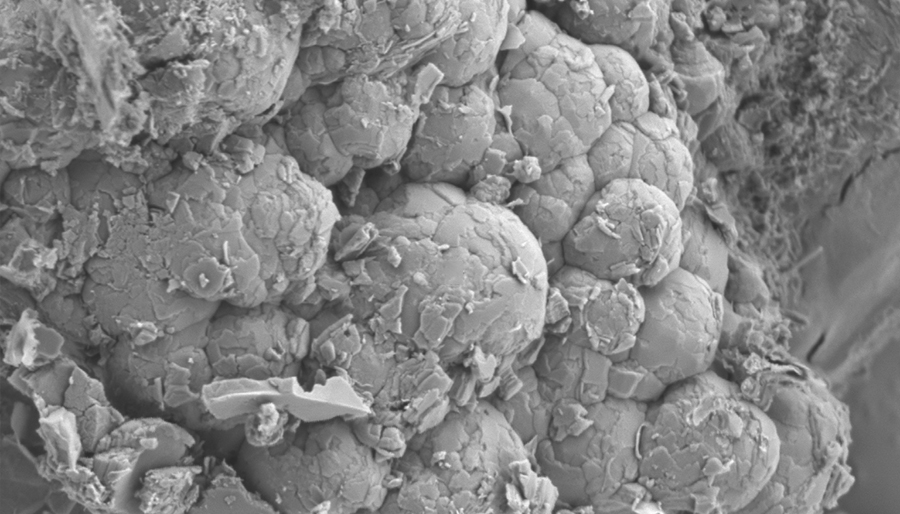 SuperSEM桌面式多功能实时能谱扫描电镜(图4)